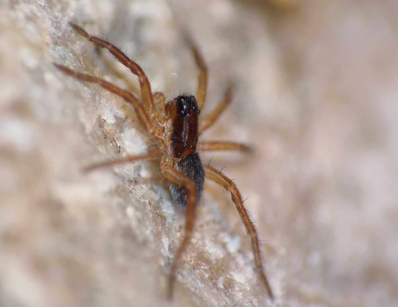 Lycosidae da determinare (Hogna radiata neonata)